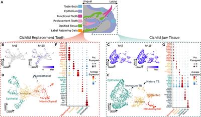 Single Cell RNA Sequencing Reveals Deep Homology of Dental Cell Types Across Vertebrates